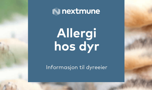 Allergi hos dyr thumbnail