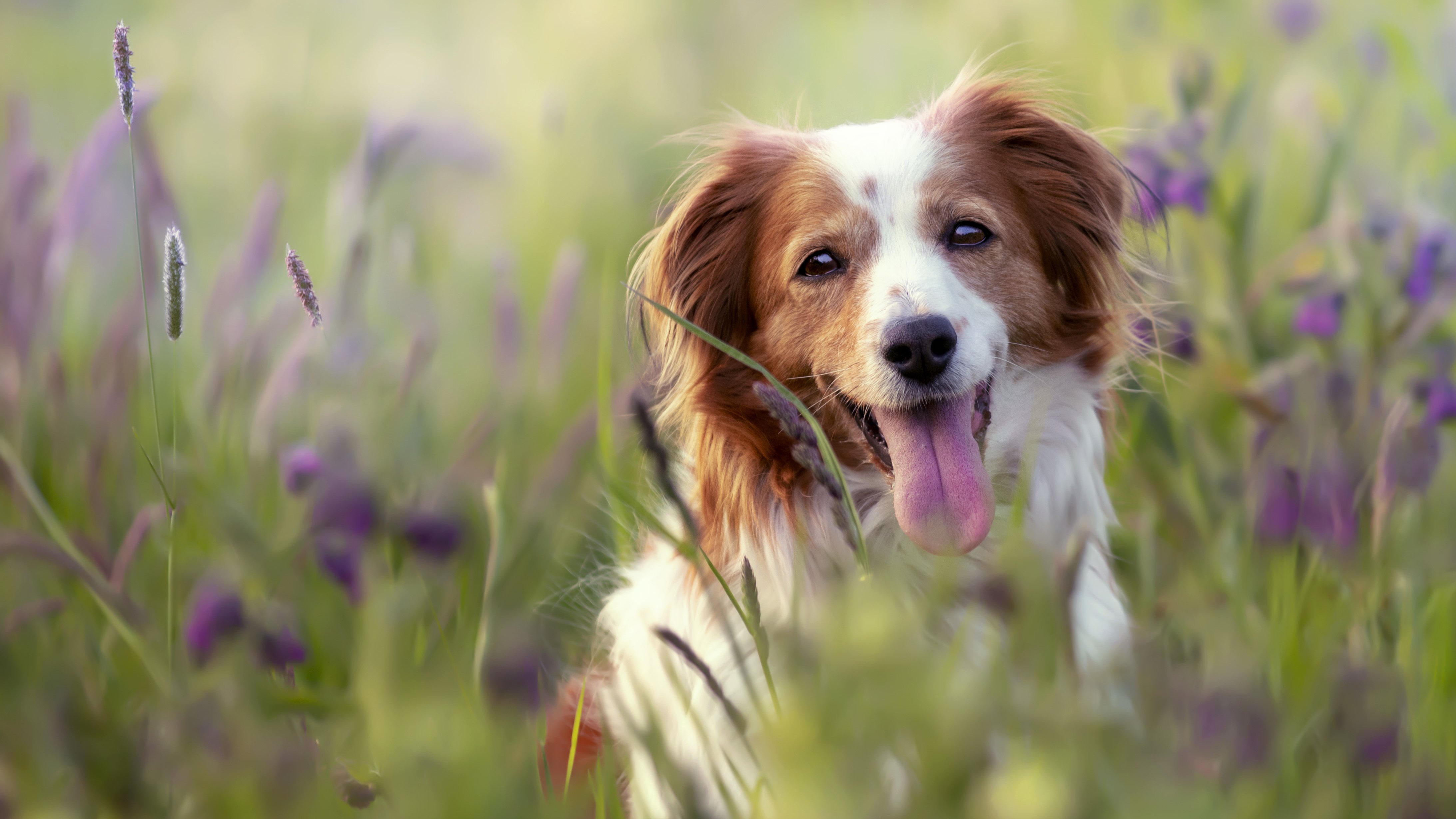 selective-focus-shot-adorable-kooikerhondje-dog-field