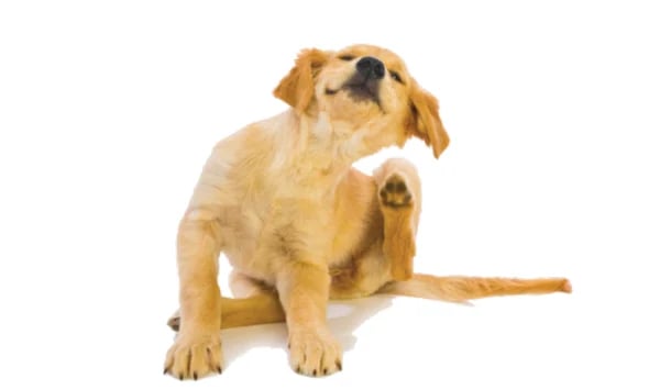 Golden-puppy-scratching