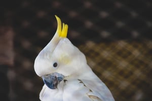 white birds
