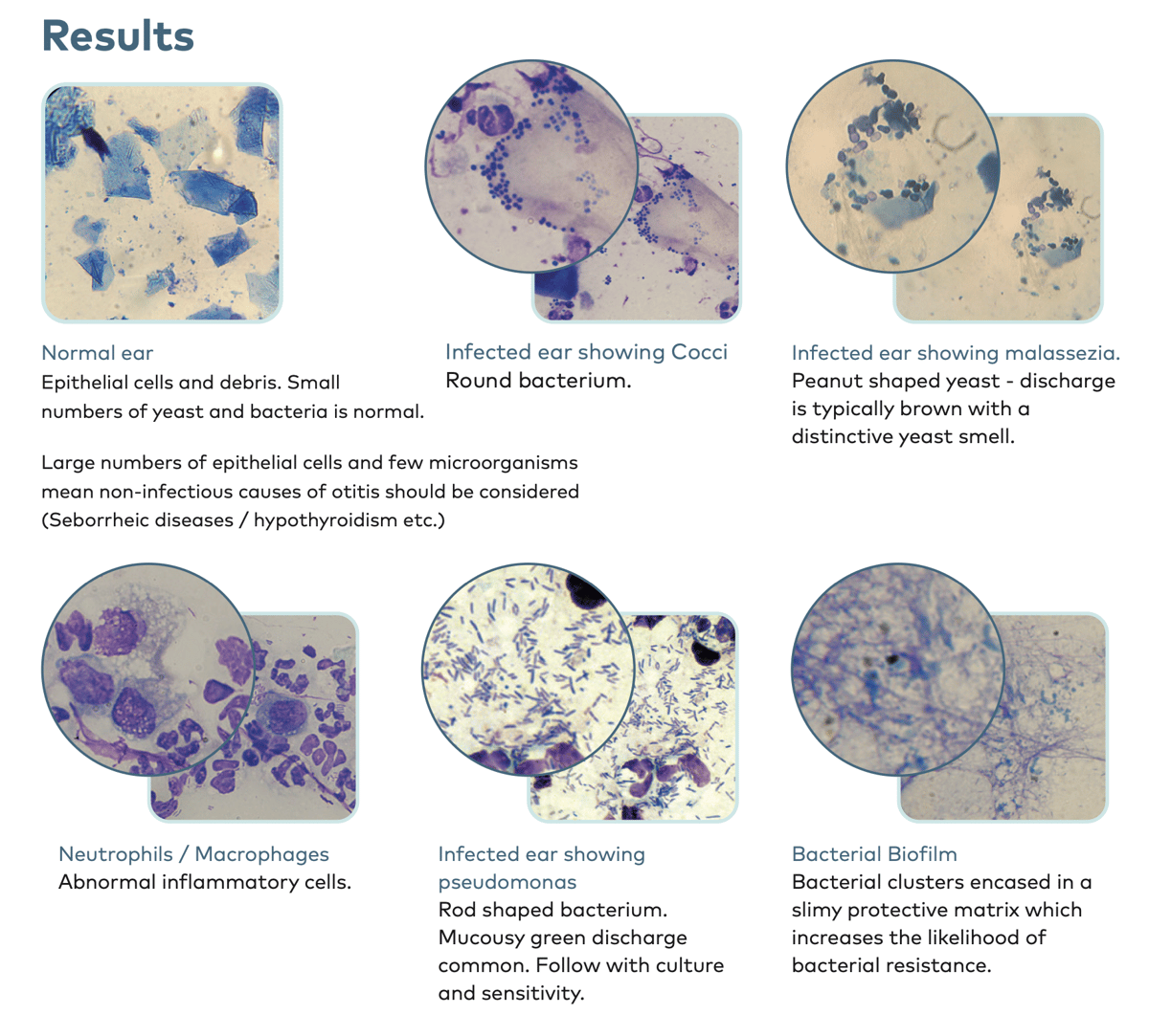 NEX019 - Cytology Wall Charts (A3)