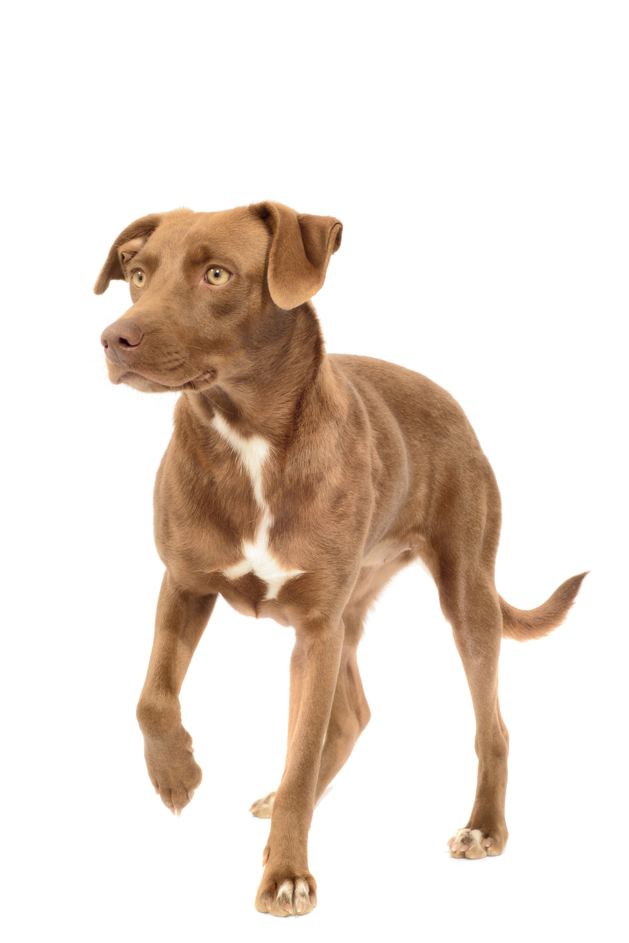 shutterstock_123527977