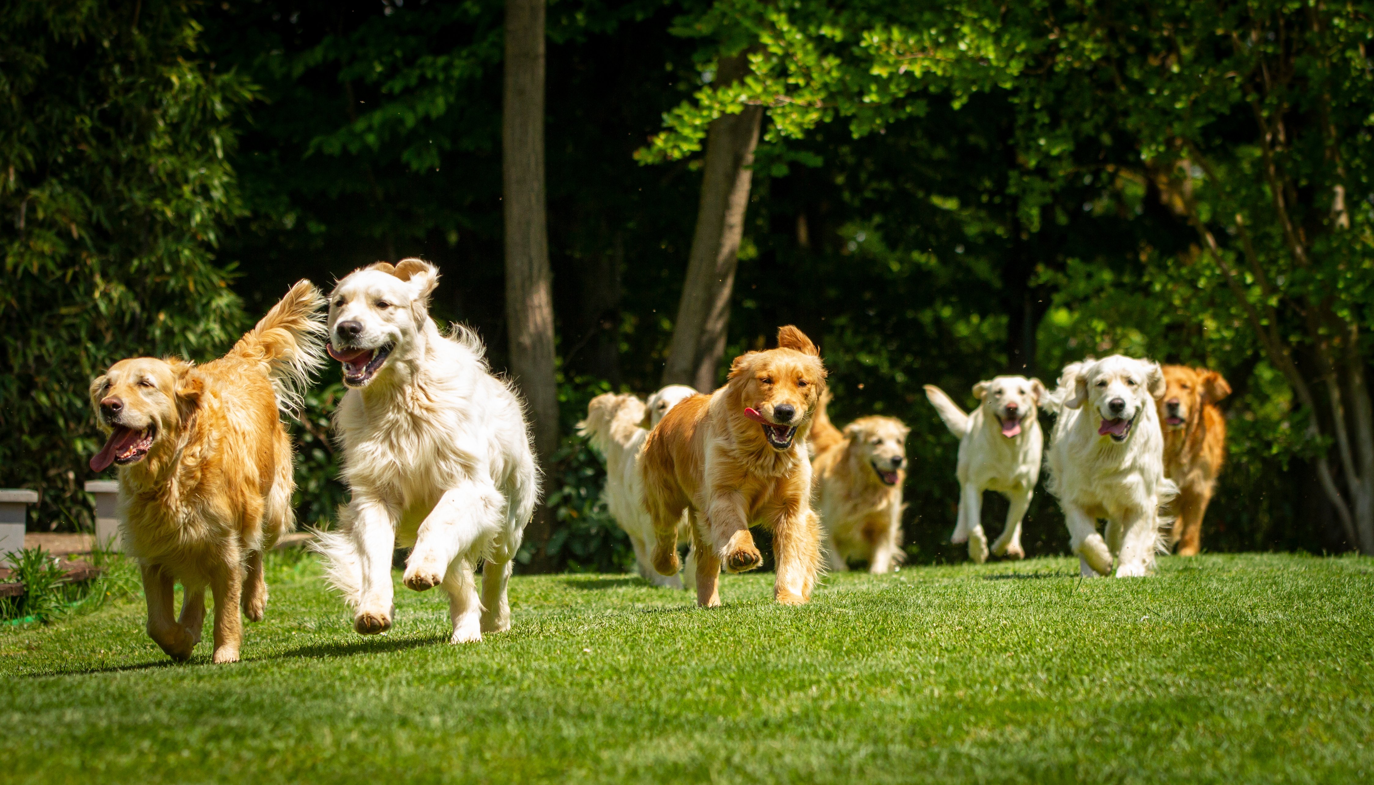 Golden Retrievers running