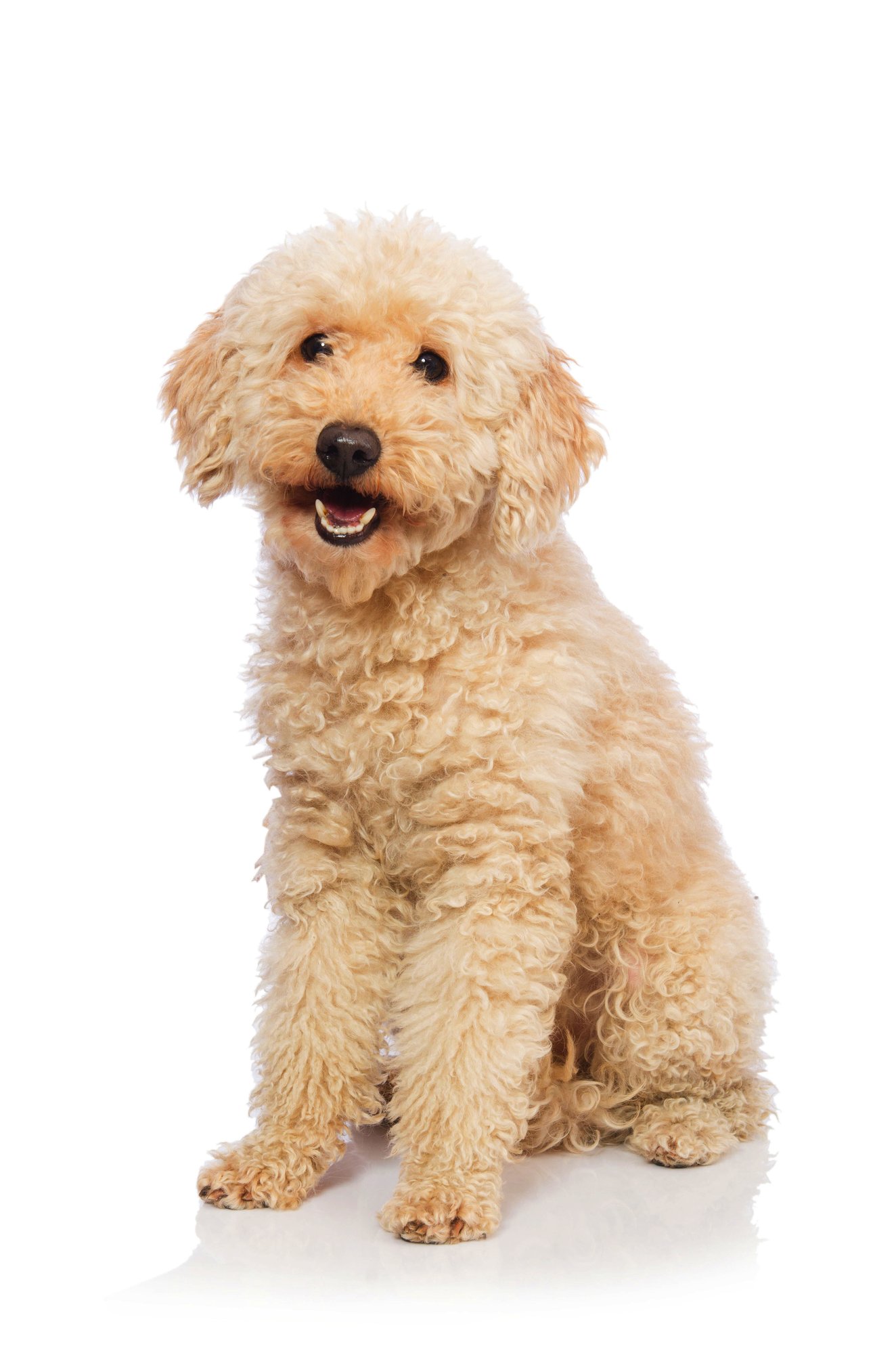 shutterstock_333730790 shutterstock_333730790