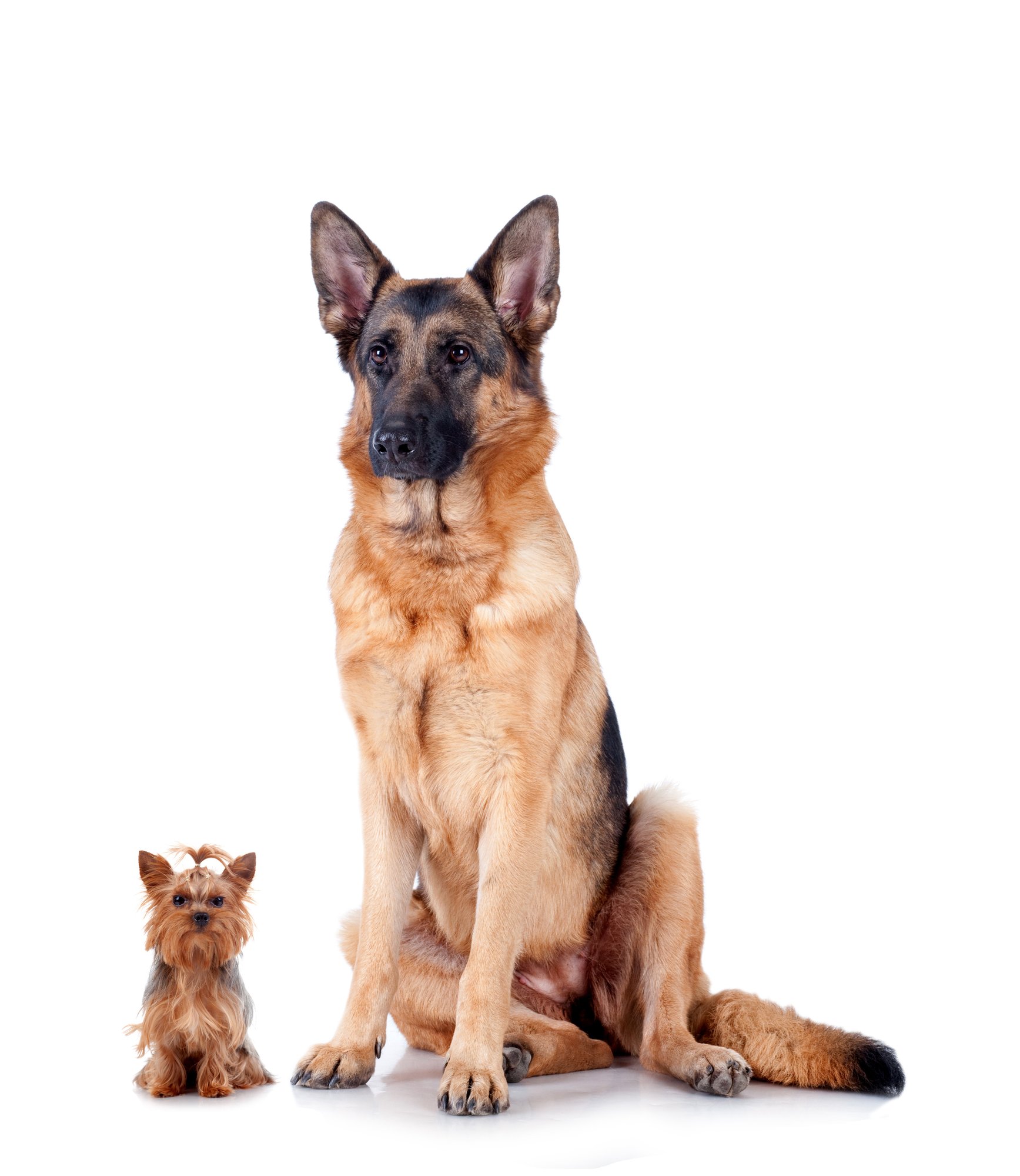 shutterstock_69687517