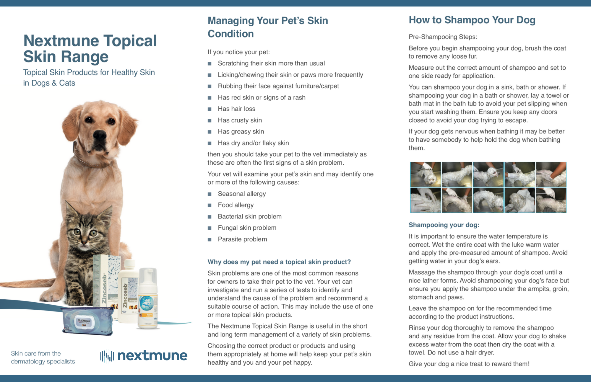 Black and Cream Blob Travel Agency Trifold Brochure