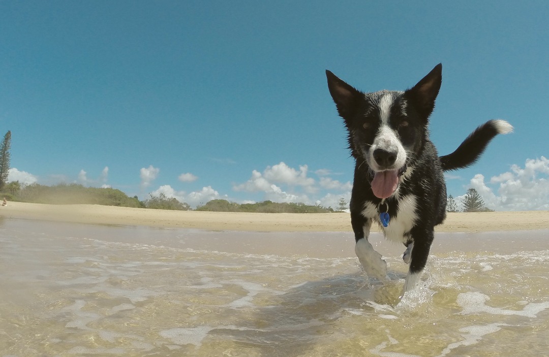 Hond en water