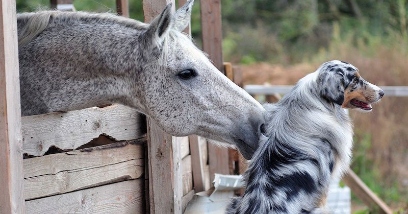 dog-&-horse-1200x628-1