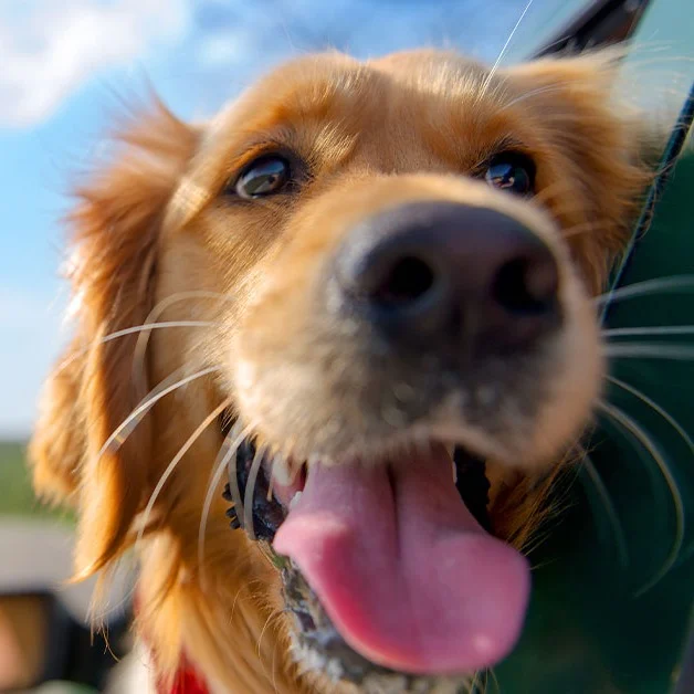 dog-car-window-1200x628