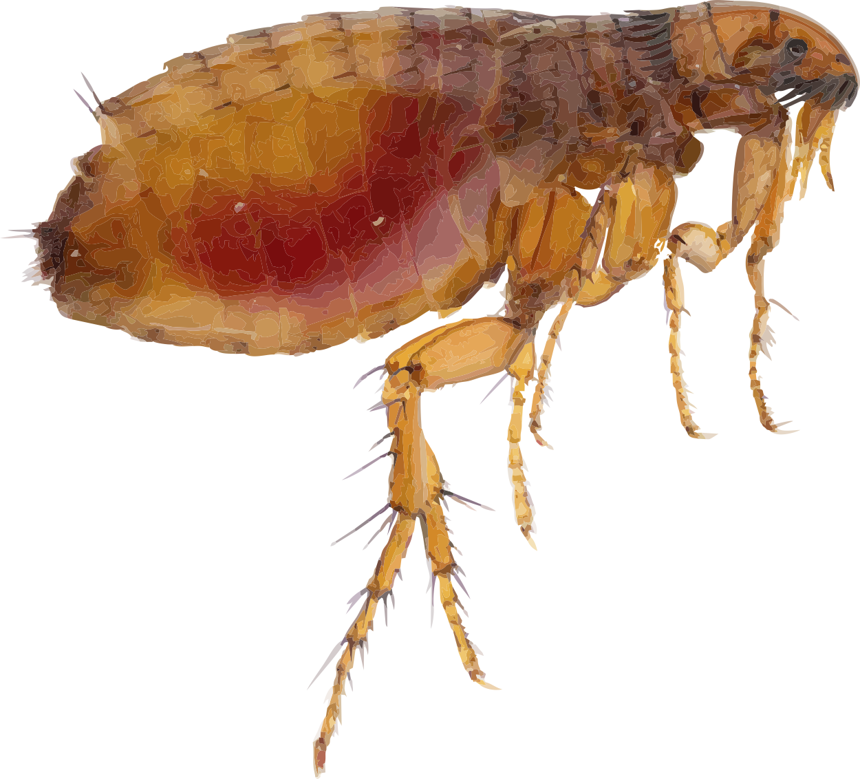 flea_PNG20