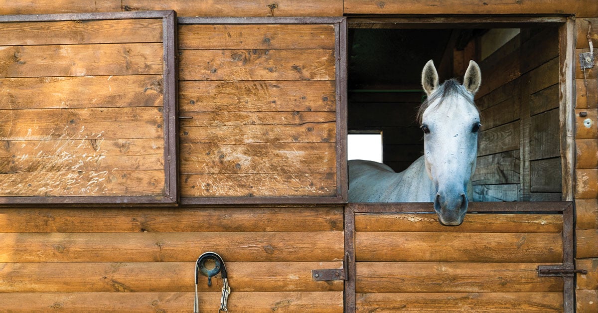 Horse with allergies in stable