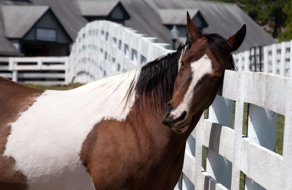 itchy-horse