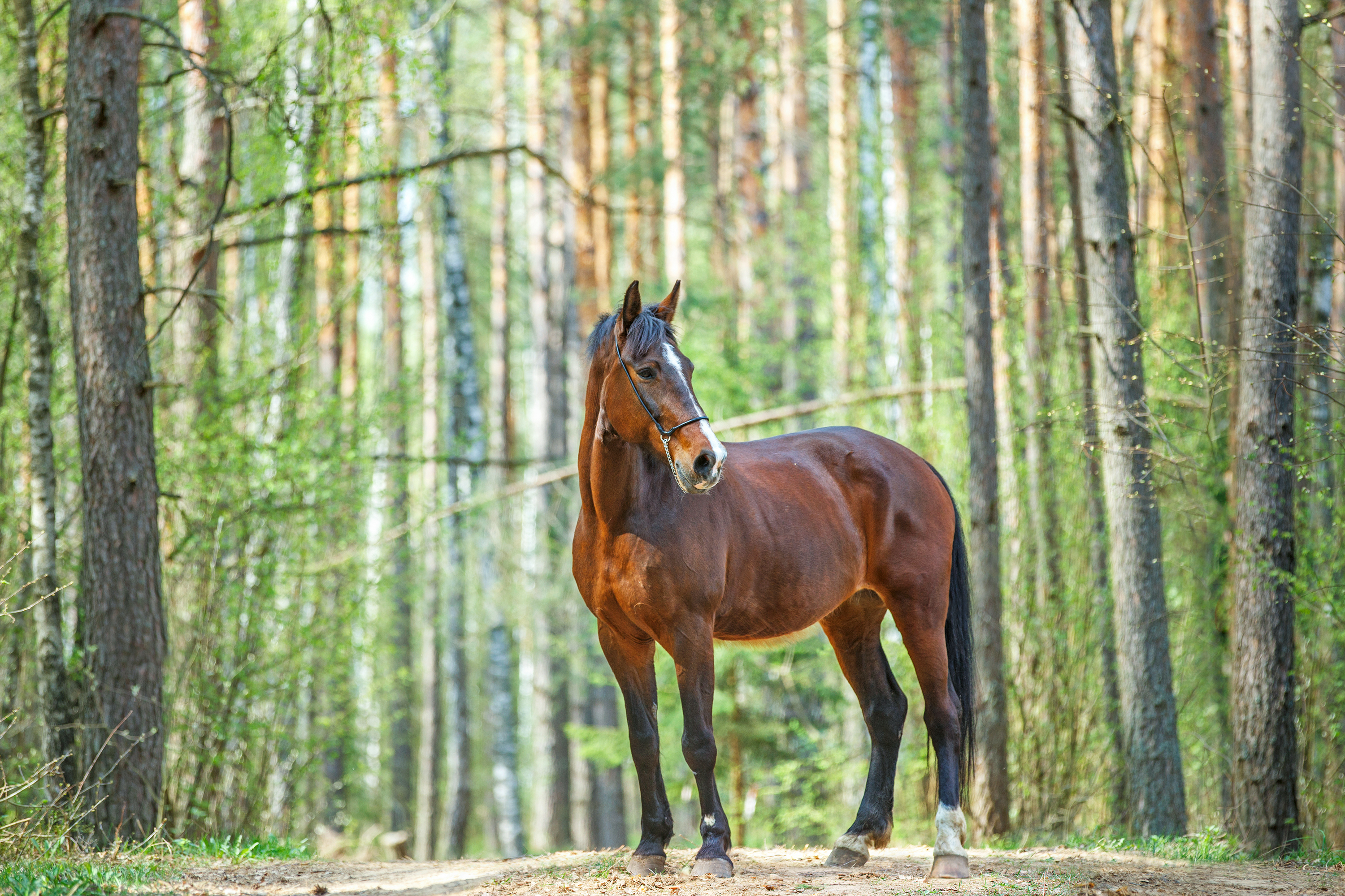 shutterstock_273716981